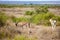 Two antelopes eating grass in the savannah of Kenya