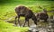 Two antelopes in the local Prague zoo