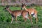 two antelopes are running in the grass and in the open field