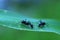 Two ants are talking on green leaves in nature