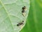 Two ants tending few aphids on leaf