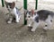 Two anxious kittens. White and gray striped cats look to the side and arch their backs. Kittens have big ears. Animals outdoors on