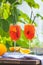 Two Aperol spritz cocktail in big wine glass with oranges, summer Italian fresh alcohol cold drink. Sunny garden with vineyard