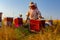 Two apiarists, beekeepers are harvesting honey, vintage