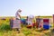 Two apiarists, beekeepers are harvesting honey, vintage