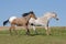 Two Appaloosa horses running on meadow