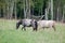 Two appaloosa ponies grazing on the meadow in summer