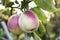 Two apples hang on a tree in the garden