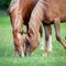 Two Arabian horses eating grass in field