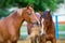 Two Arabian horses eating hay