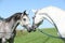 Two arabian stallions with show halters