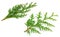 Two arborvitae leaves on a white background