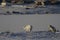 Two Arctic foxes playing and hunting near a den in spring