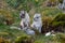 Two arctic foxes sits on the green grass