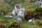 Two arctic foxes sits on the green grass