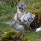 Two arctic foxes sits on the green grass