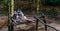 Two arctic foxes sitting together on some tree logs, animals from the north pole