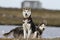 Two arctic huskies being watchful