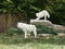 Two arctic white wolf at the animal park of Sainte Croix in Moselle
