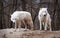 Two Arctic Wolves