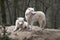 Two Arctic Wolves