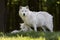 Two Arctic wolves Canis lupus arctos closeup in spring in Canada