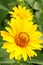 Two arnica flowers in the garden