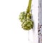 Two artichokes hanging from a vintage door