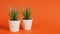 Two Artificial cactus plants or plastic or fake tree on orange background