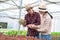 Two Asia farmers inspecting the quality of organic vegetables grown using hydroponics.