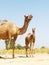 Two Asian Camels