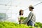 Two Asian couple farmers working in vegetables hydroponic farm with happiness. Woman harvesting green oak and passing to man. The