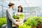 Two Asian couple farmers working in vegetables hydroponic farm with happiness. Woman harvesting green oak and passing to man. The
