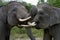 Two Asian elephants playing with each other. Indonesia. Sumatra. Way Kambas National Park.