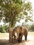 Two Asian Elephants with their cub