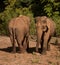 Two Asian female elephants next to each other in an elephant sanctuary in Mondulkiri in Cambodia