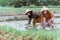 Two Asian female farmer smiles while bending down to plant rice plants
