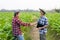 Two asian male gardeners holding tablets hand in hand in tobacco plantation. Agricultural Research Concepts