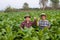 Two Asian male gardeners joyfully holding a tablet inspecting the growth of plants in a tobacco plantation. Agricultural Research