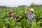 Two Asian male gardeners joyfully holding a tablet inspecting the growth of plants in a tobacco plantation. Agricultural Research