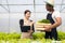 Two Asian man and woman working in hydroponic vegetable farm walking, inspecting and harvesting happily.