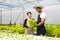 Two Asian man and woman working in hydroponic vegetable farm walking, inspecting and harvesting happily.