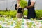 Two Asian man and woman working in hydroponic vegetable farm walking, inspecting and harvesting happily.