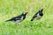Two Asian Pied Mynas Starling walking on the  lawn