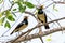 Two Asian Pied Starlings perching on Sonneratia caseolaris  perch