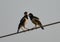 Two Asian Pied Starlings or Pied Myna standing on the electric wire