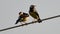 Two Asian Pied Starlings or Pied Myna standing on the electric wire