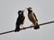 Two Asian Pied Starlings or Pied Myna standing on the electric wire