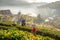 Two Asian woman with hilltribe cloth carry basket to collect green tea leafs and talk together during work with warm sun light and