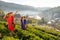 Two Asian women with hill tribe dress point to the right during collect green tea leaves in the field with building and mist of